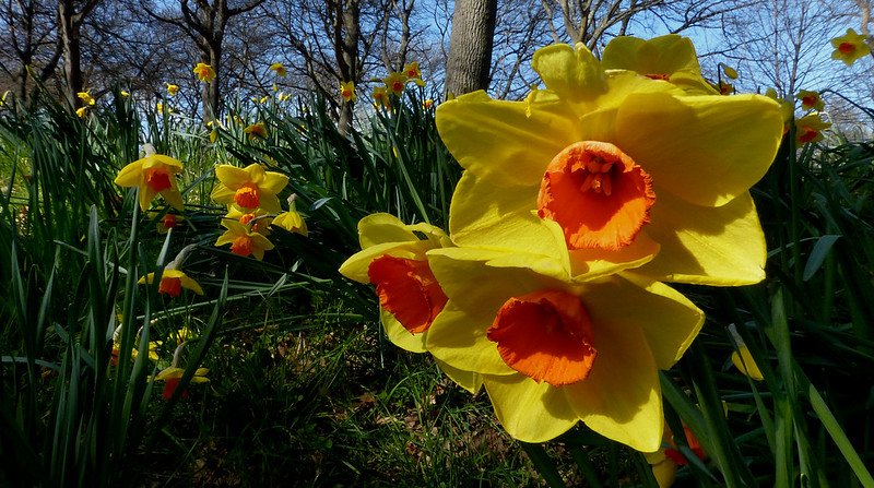 Daffodils