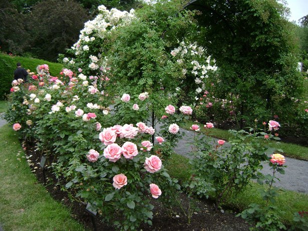 Rose Garden