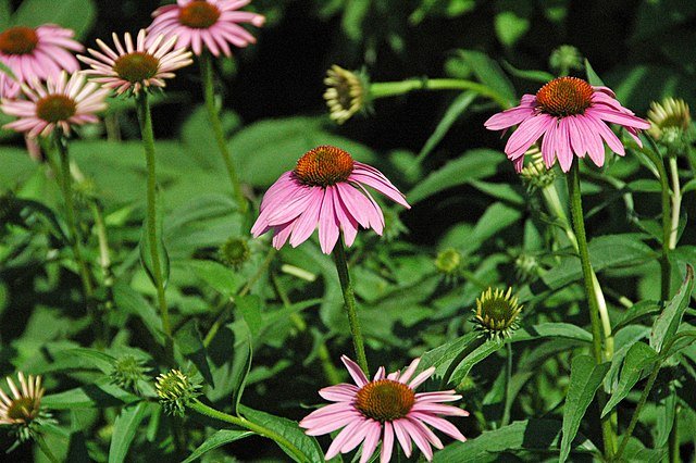 Coneflowers