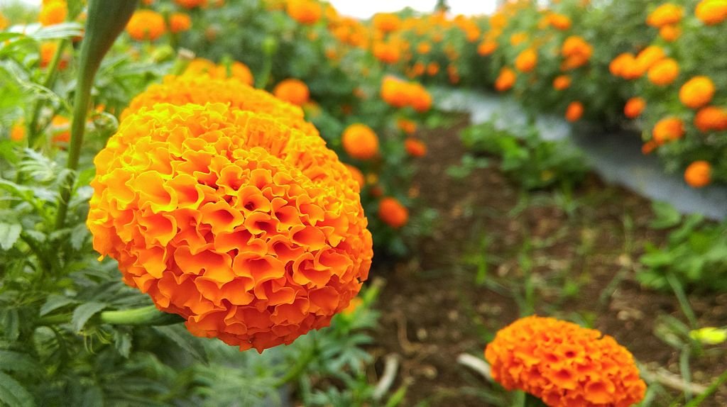 Marigold