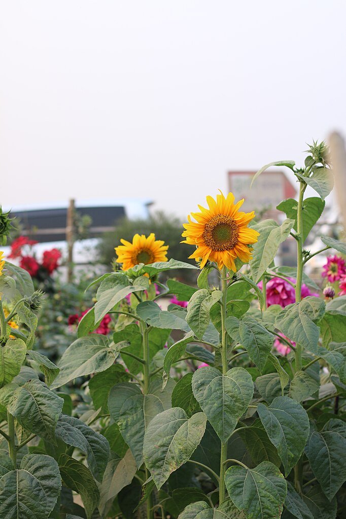 Sunflowers