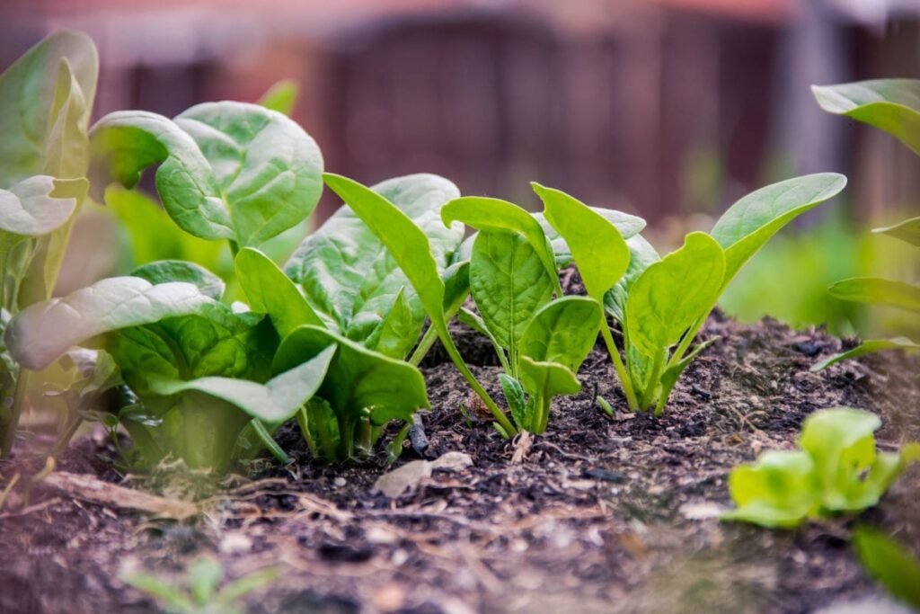 Garden Soil