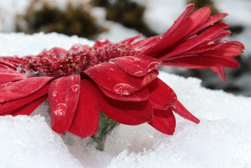 Flower Winter Snow