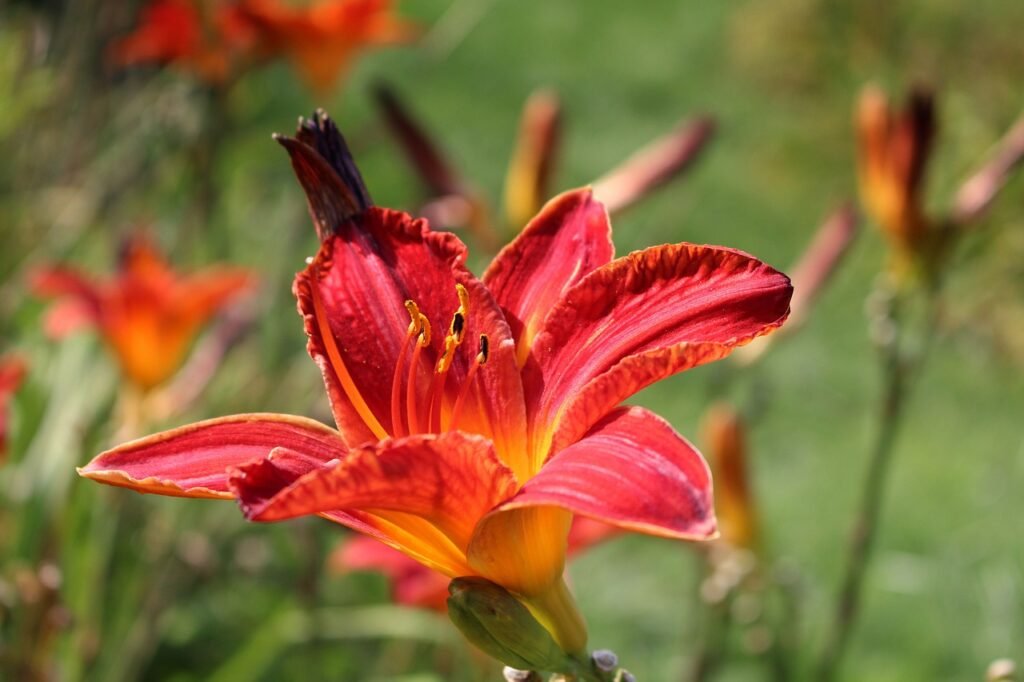 Daylilies