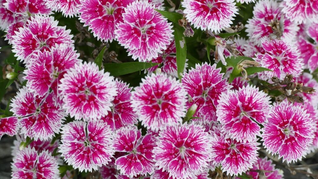 Dianthus