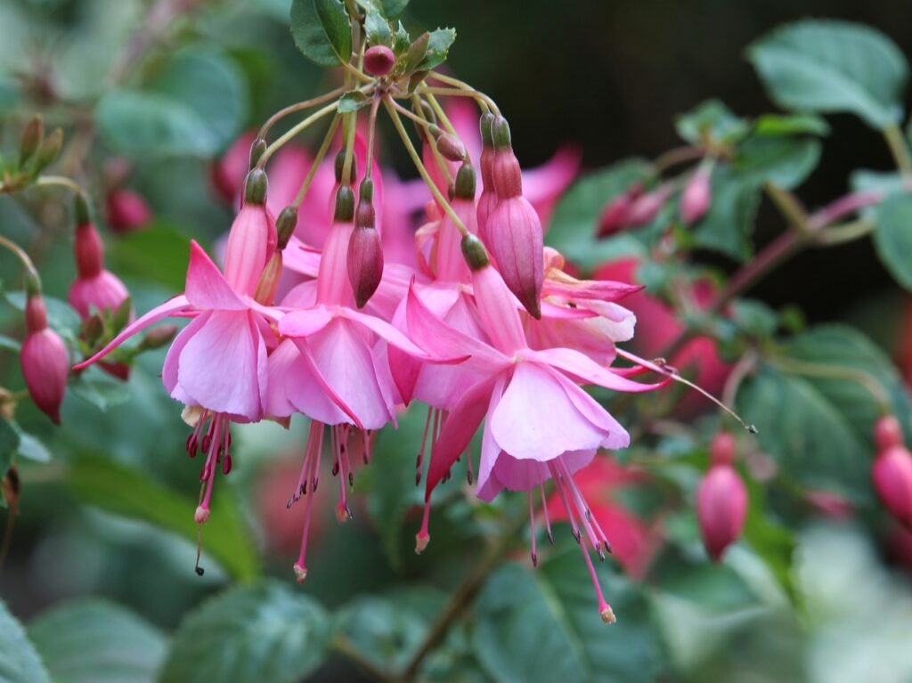 Fuchsias