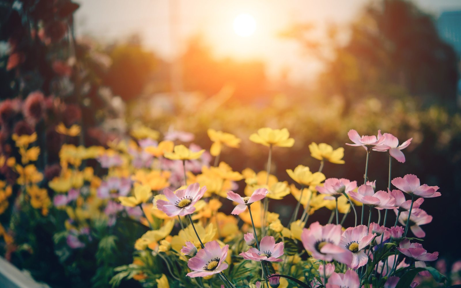 Gradens with Flowers