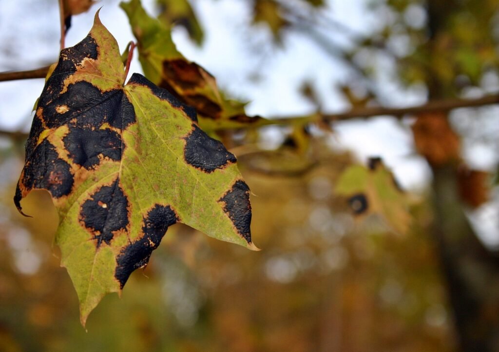 Disease Trees