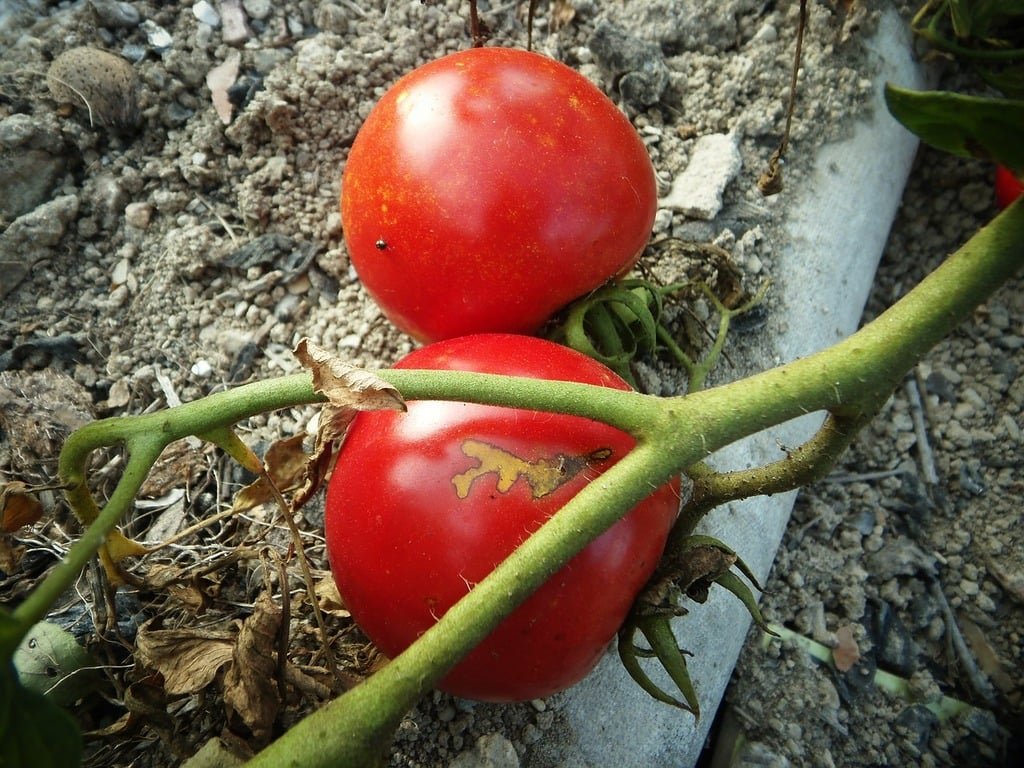 Transforming Your Home Garden into Food