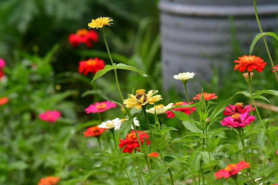 Zinnias