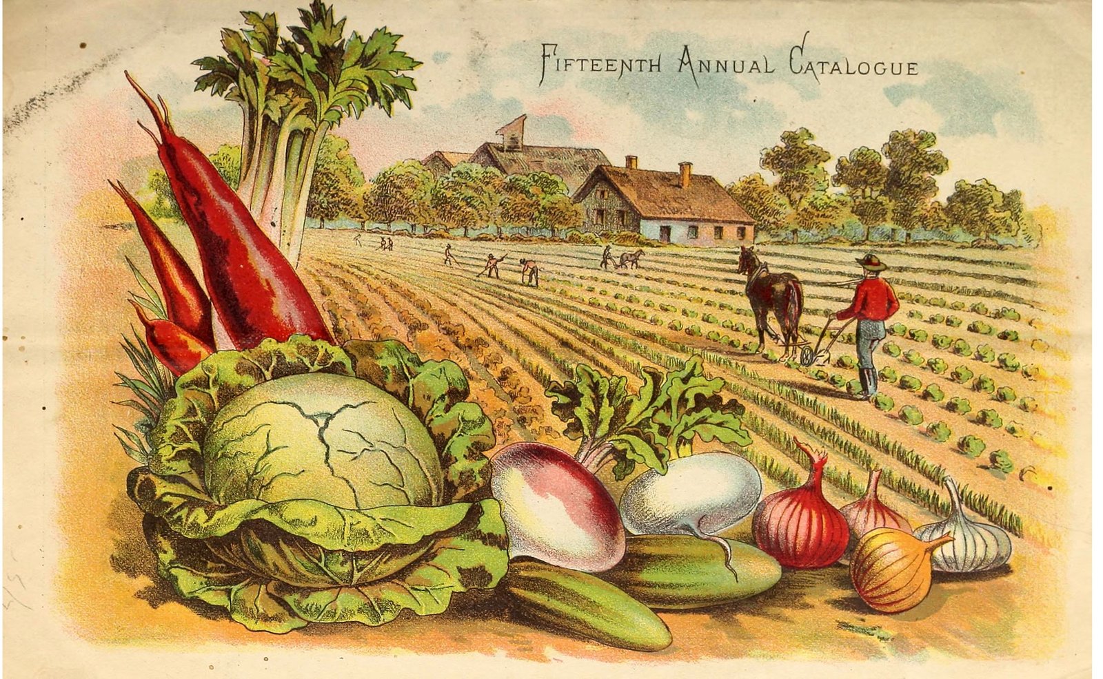 Vegetable Catalogs