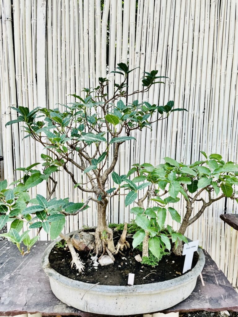 Bonsai Plant