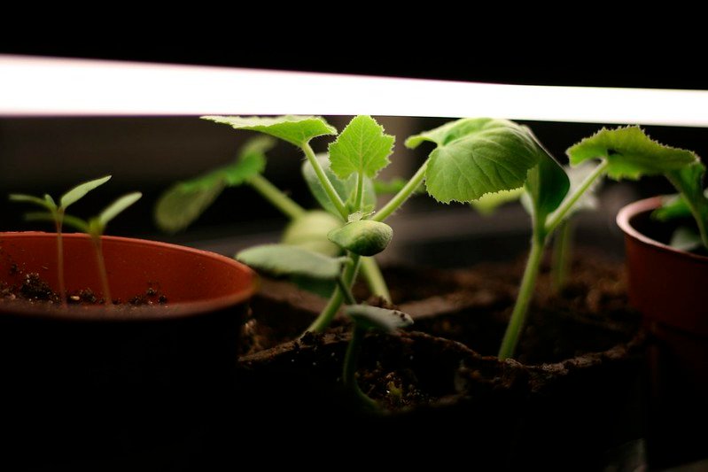 Grow Lights