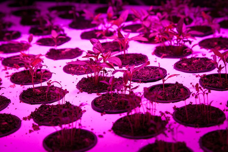 Grow Lights