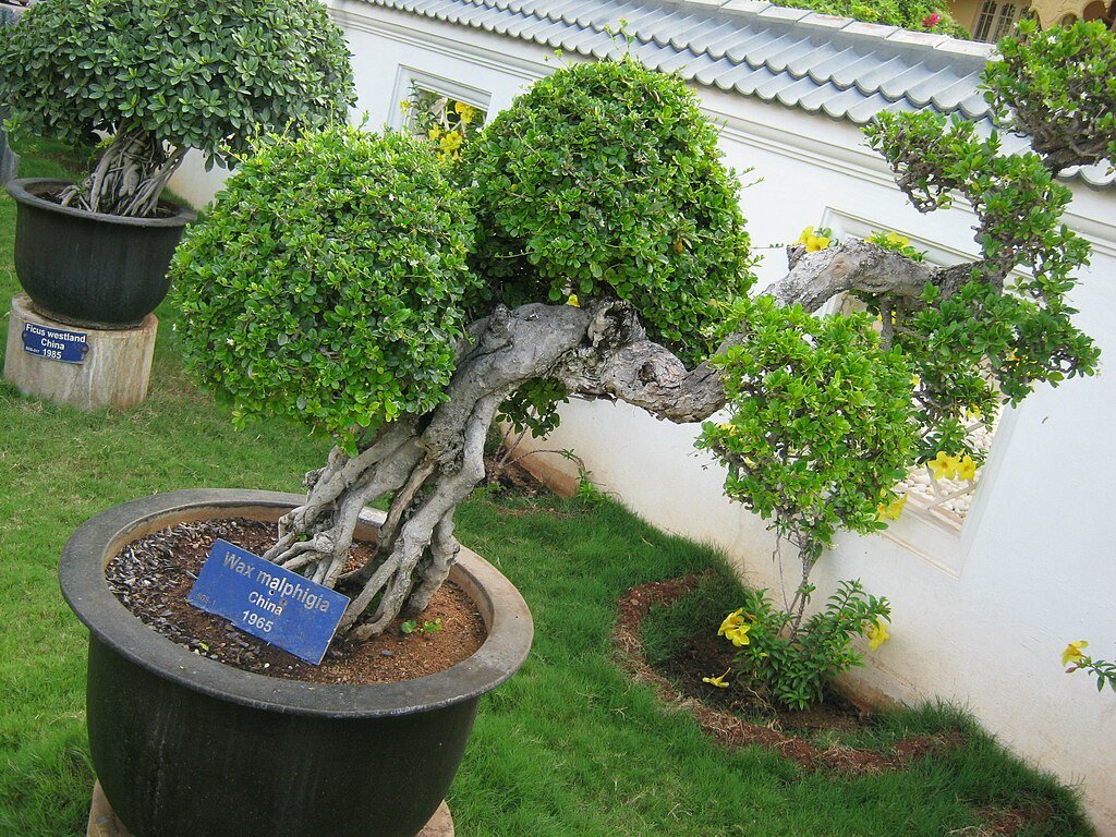 Bonsai mysore