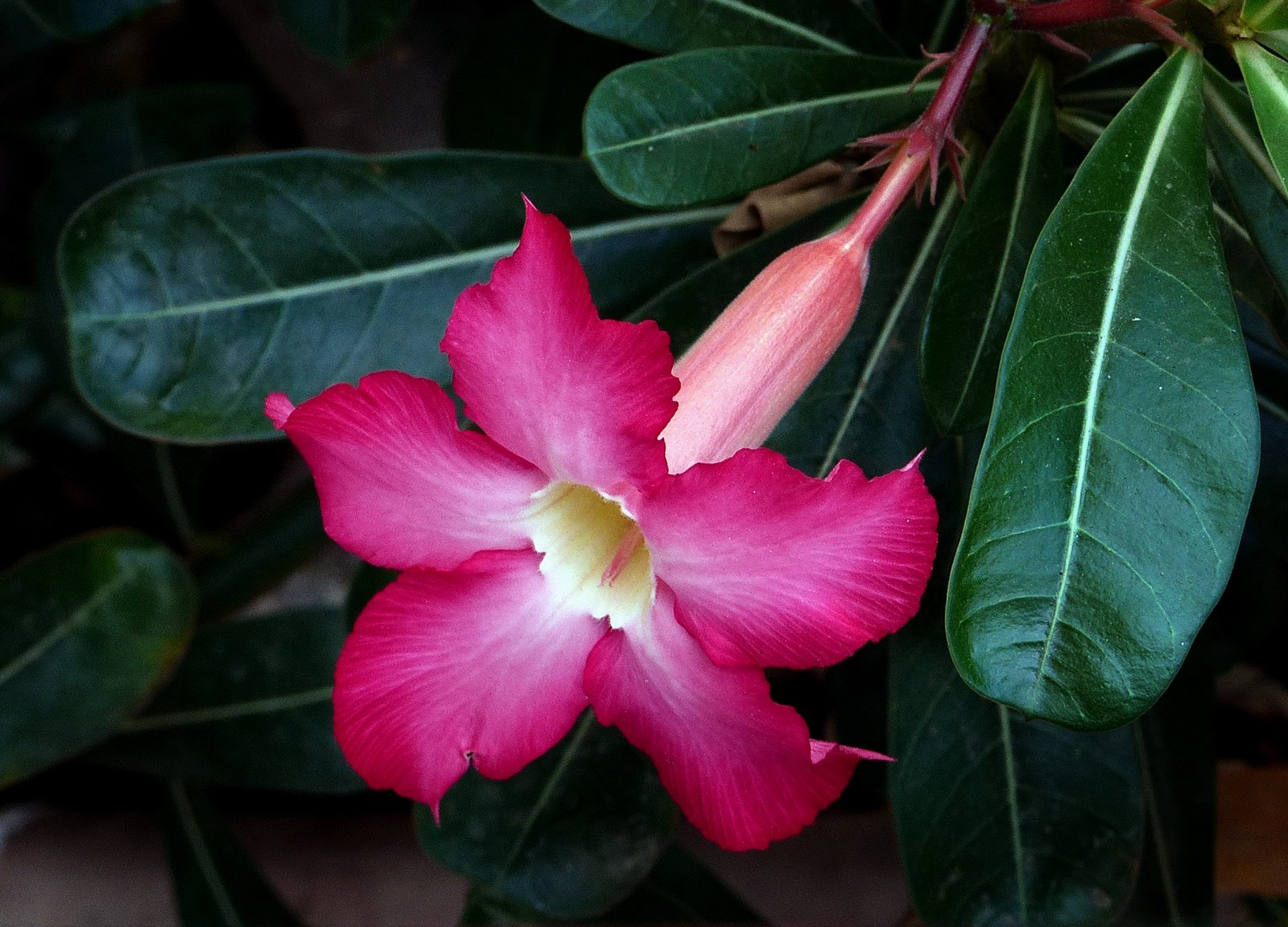 Adenium