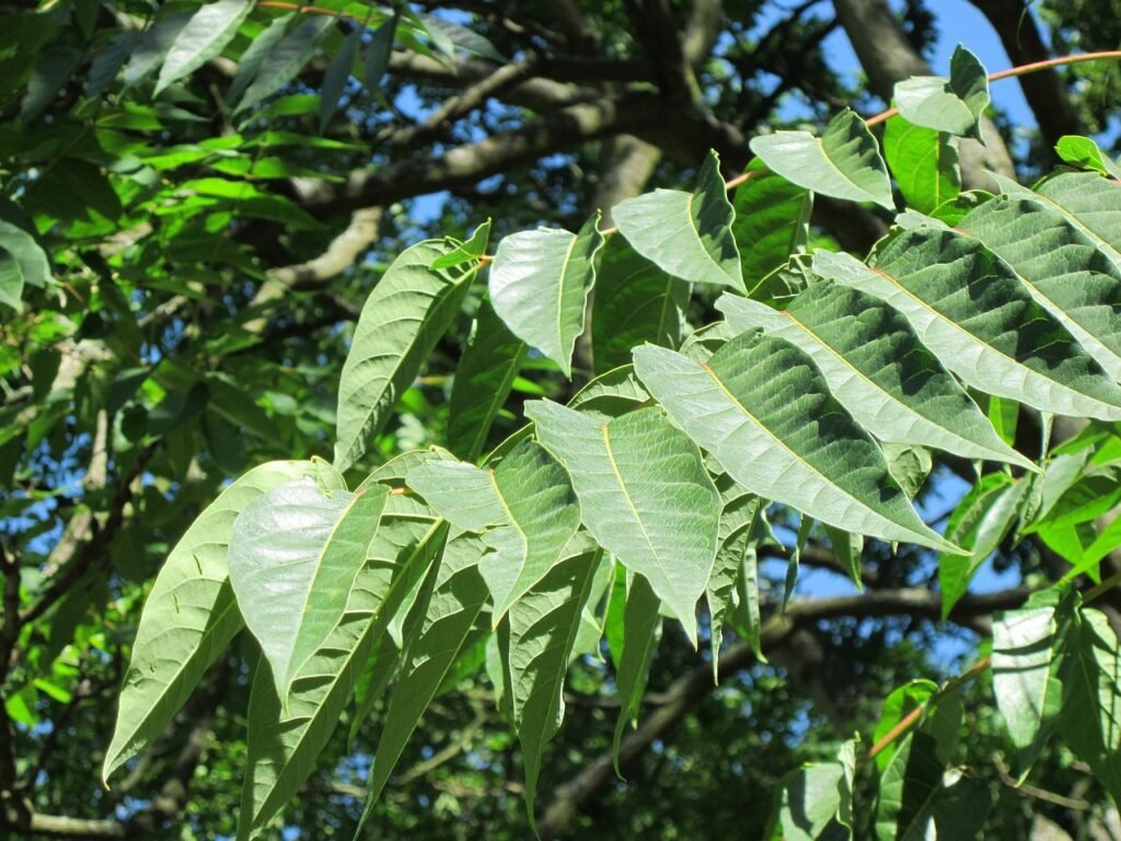 Tree of Heaven