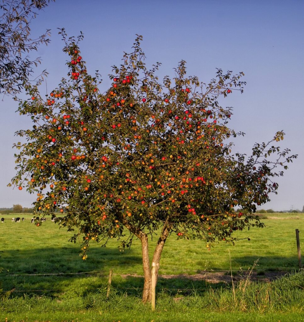 Apple Trees