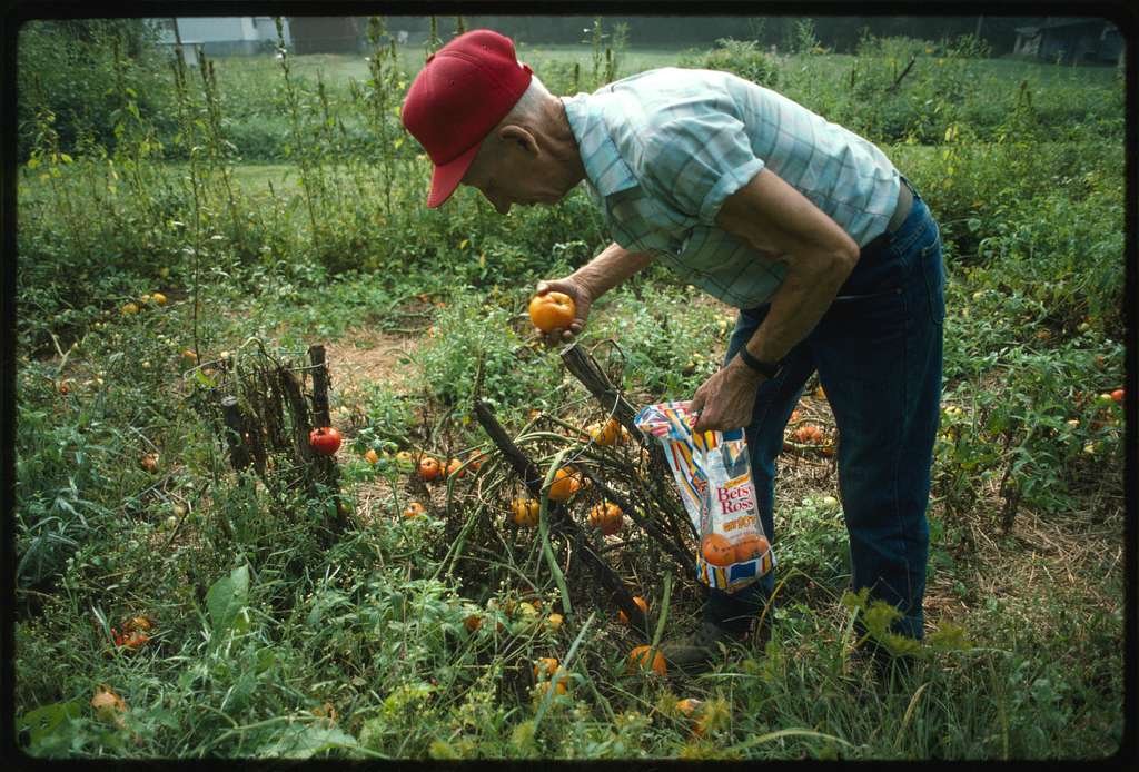 Harvesting Tomatoes