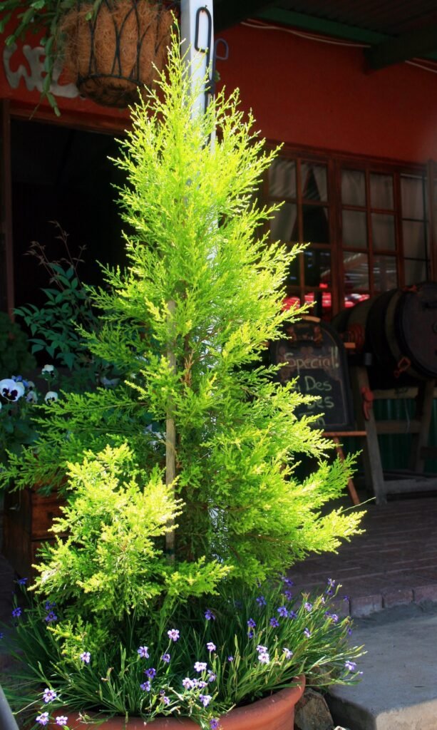 Cypress Golden Plant