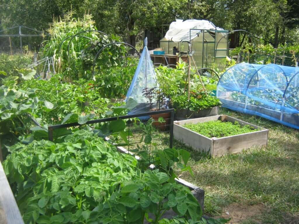 countryside vegetable garden