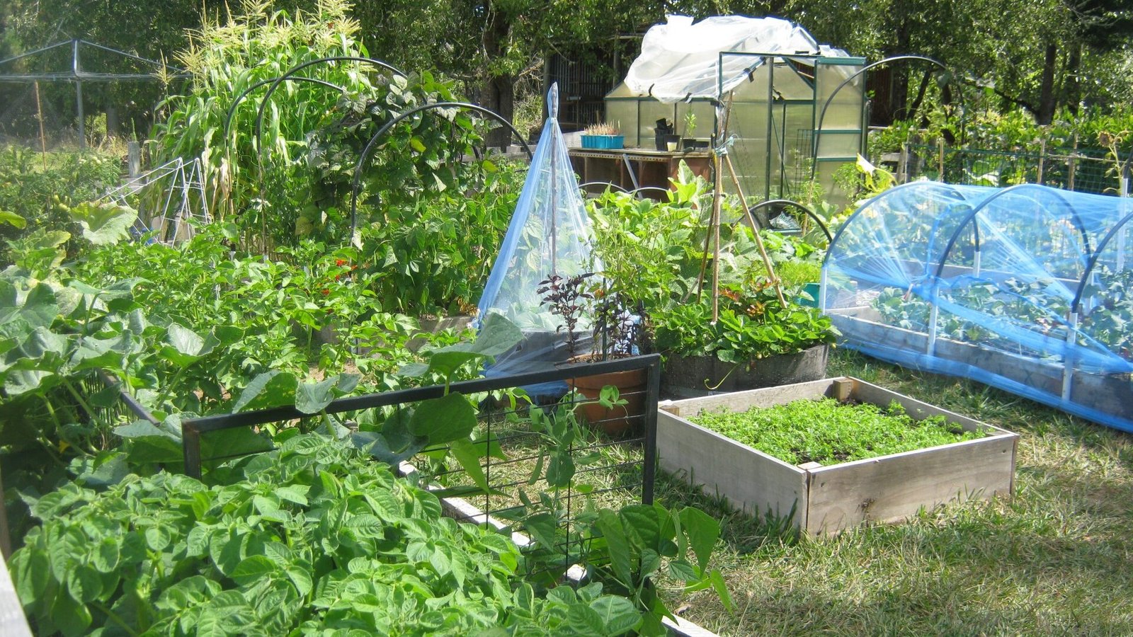 countryside vegetable garden