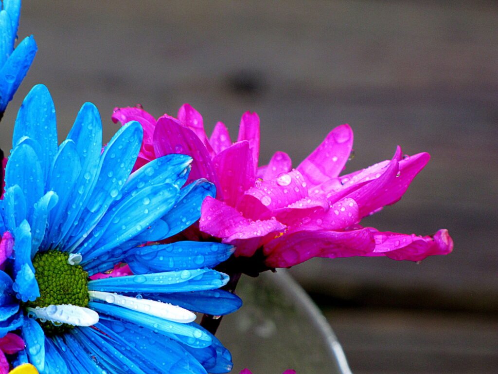 pink and blue flowers 