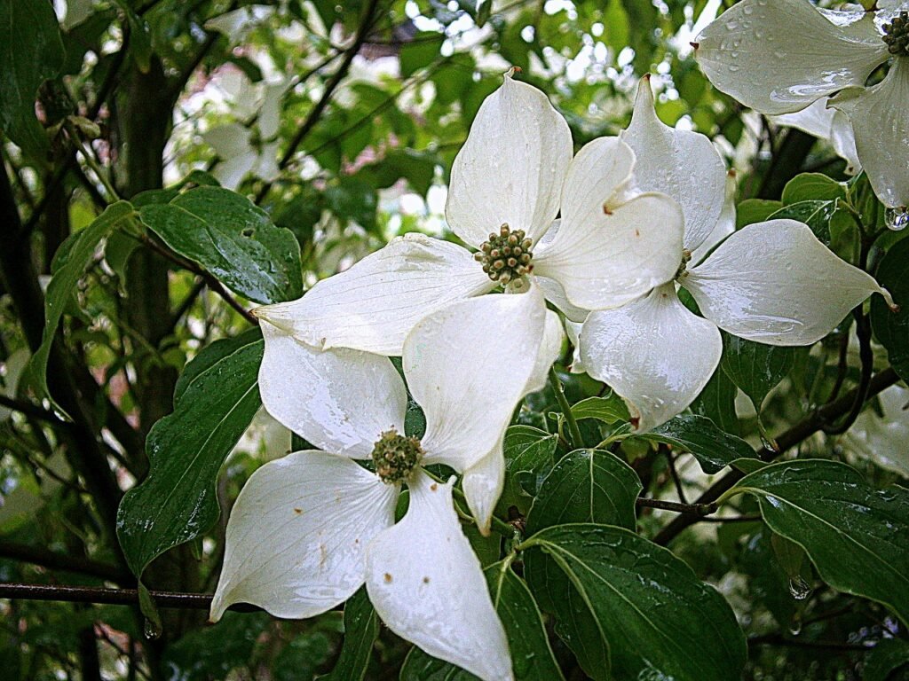 Dogwood