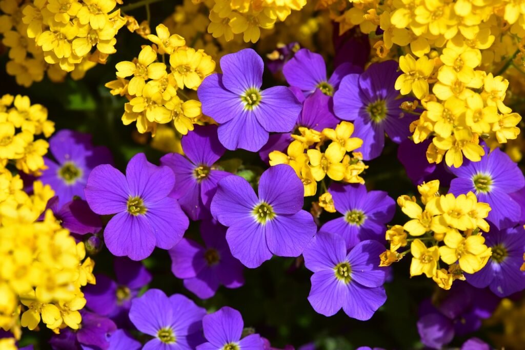 Purple and Yellow Flowers