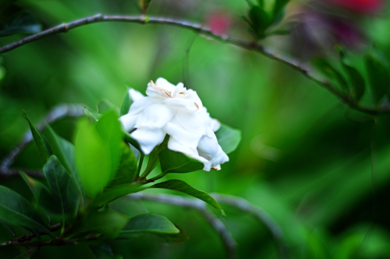 Green and White