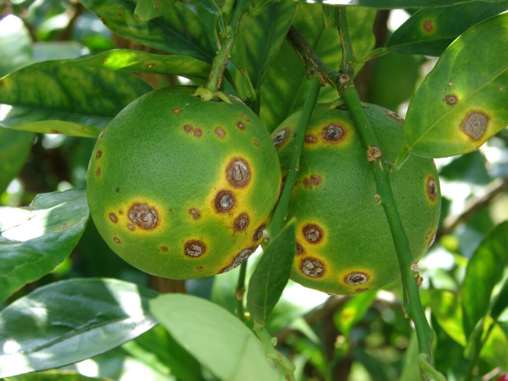 Fungal Diseases in Plants