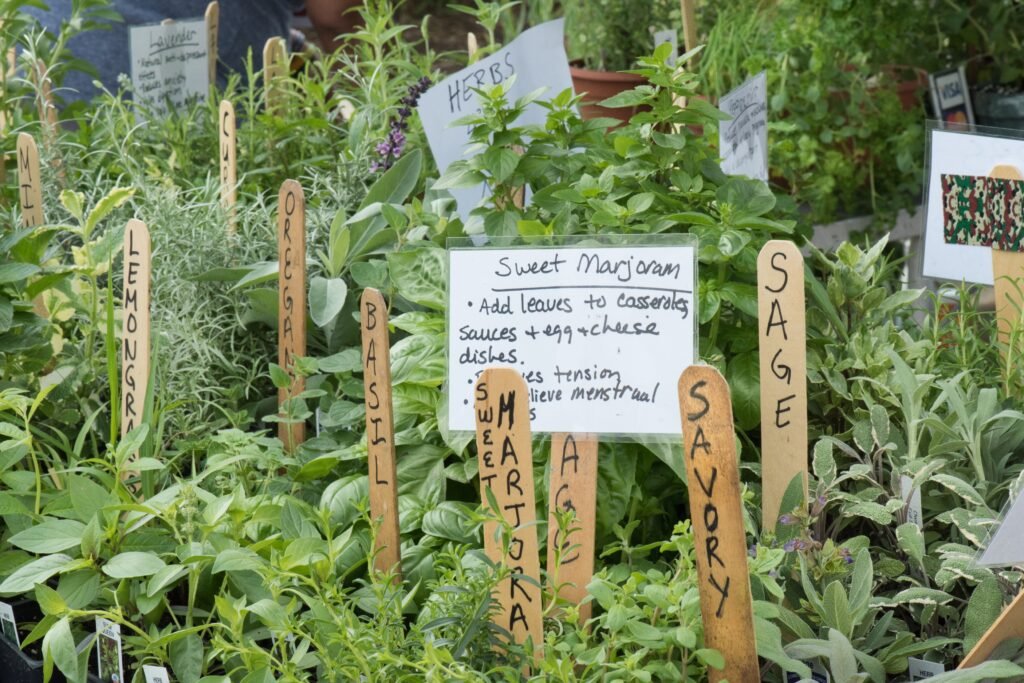 Herb Garden
