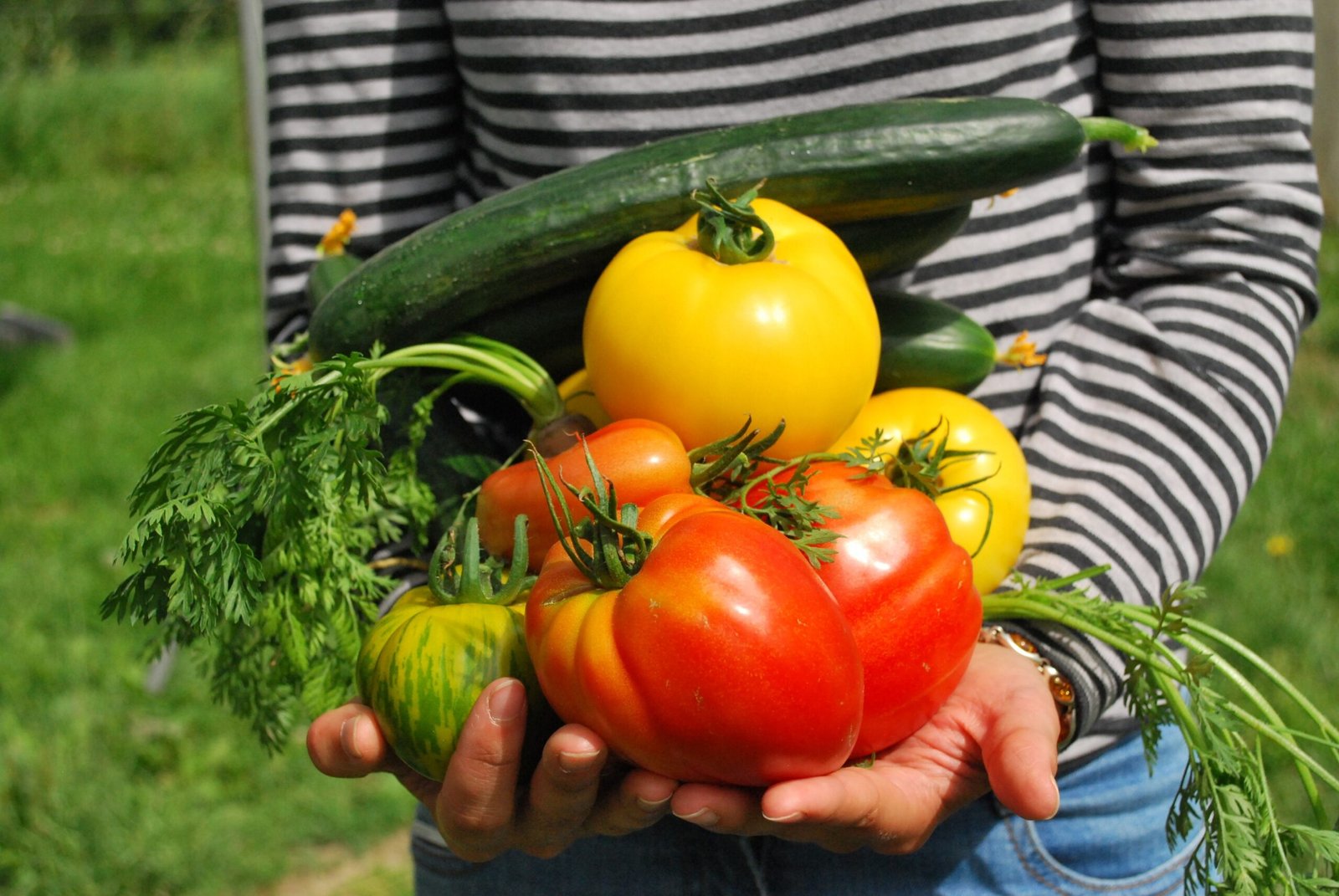 How Many Vegetables Can You Grow from One Seed Packet?