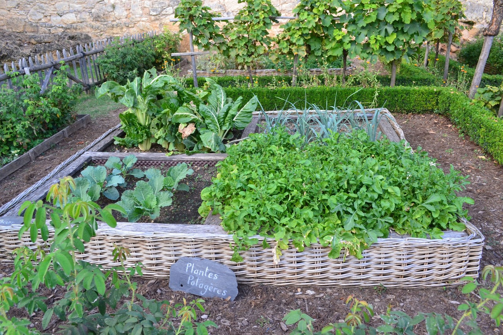 Vegetable garden