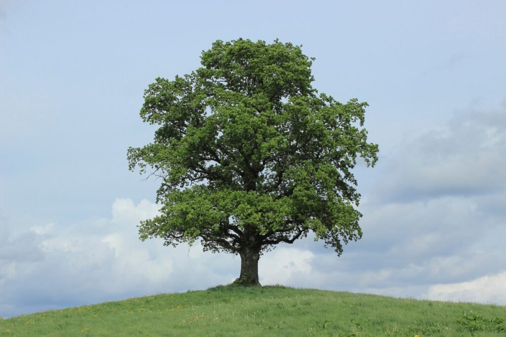 Oak Tree