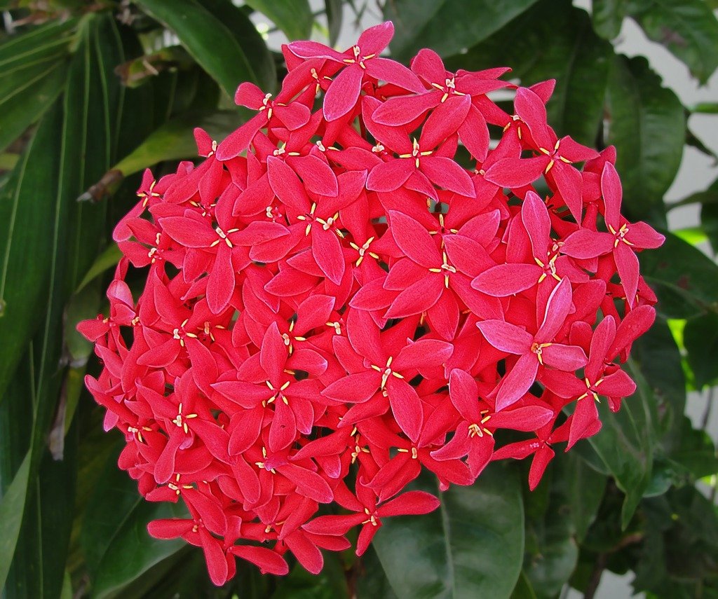 Ixora