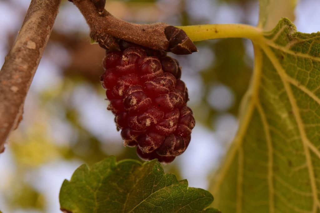 Mulberry Tree