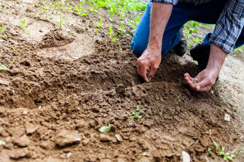 Planting Seeds