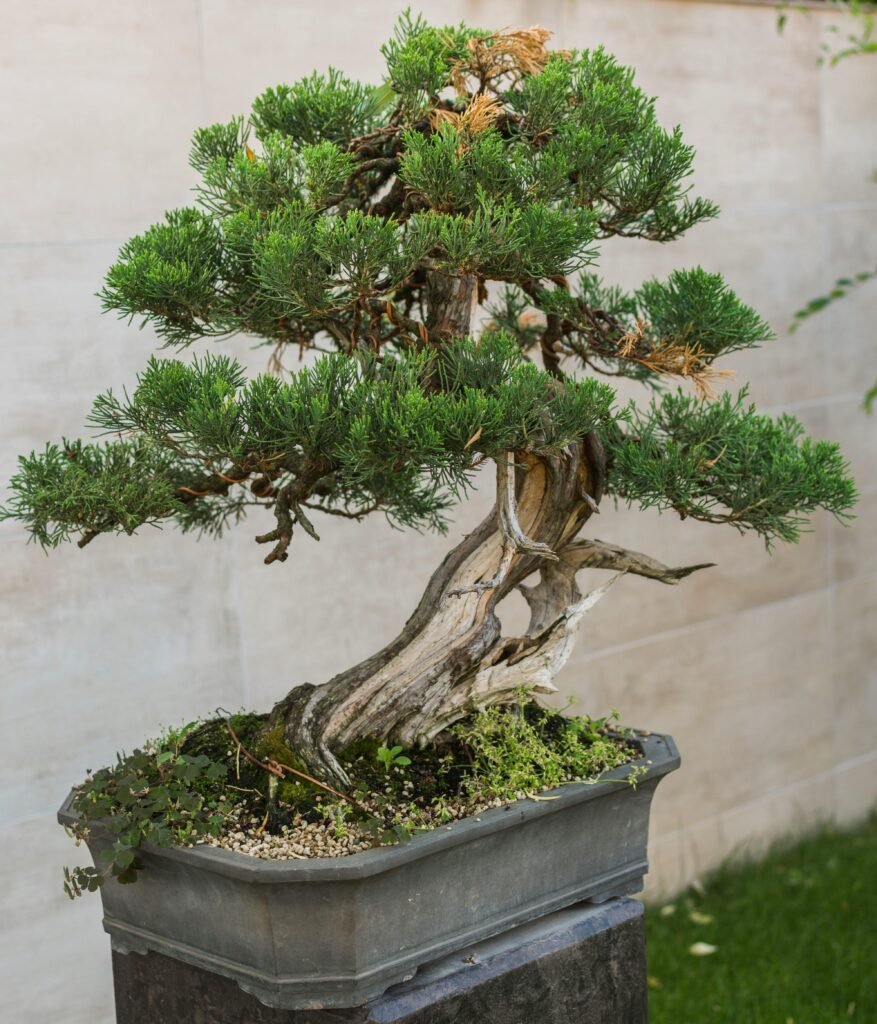 Bonsai