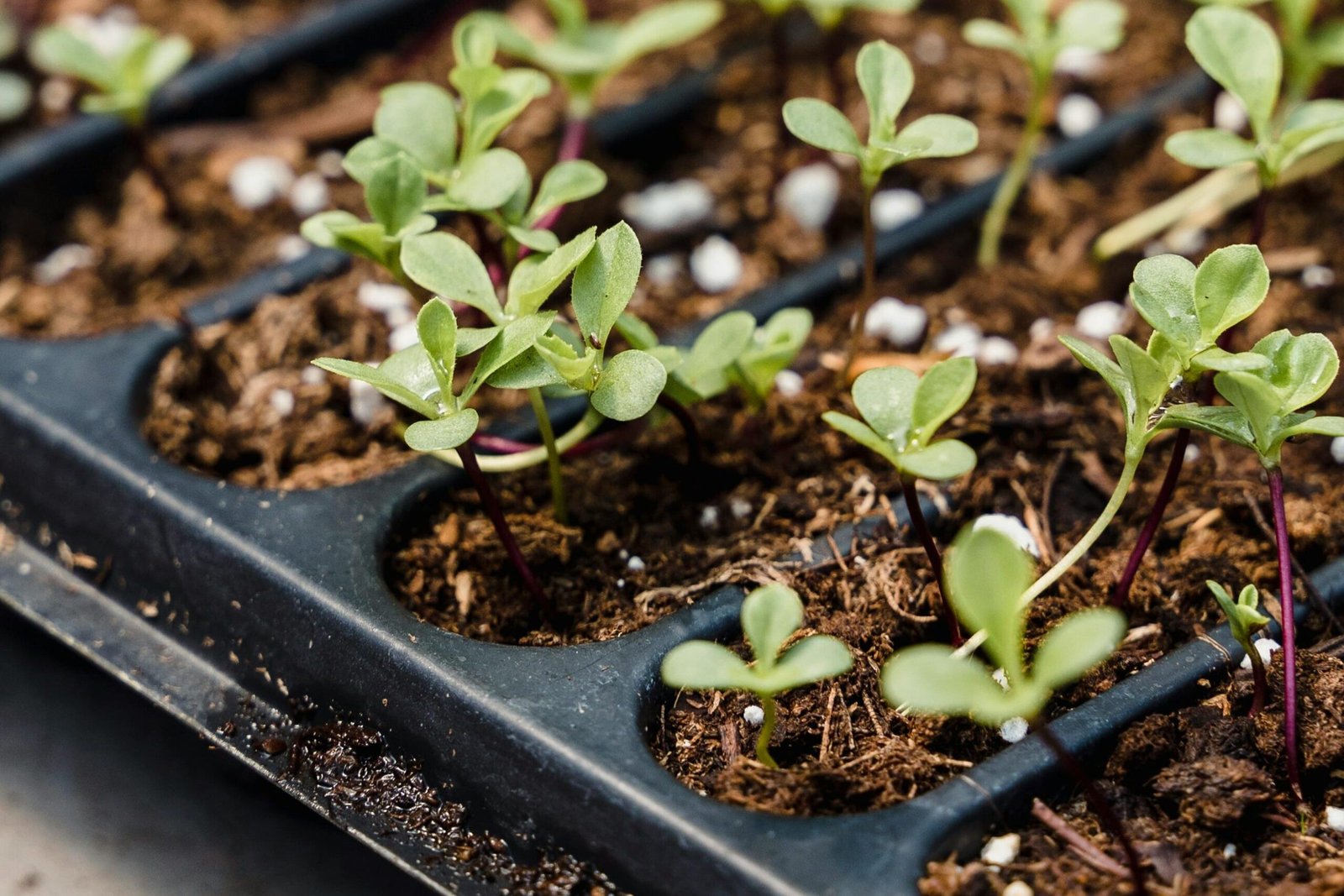 Seedling Pots