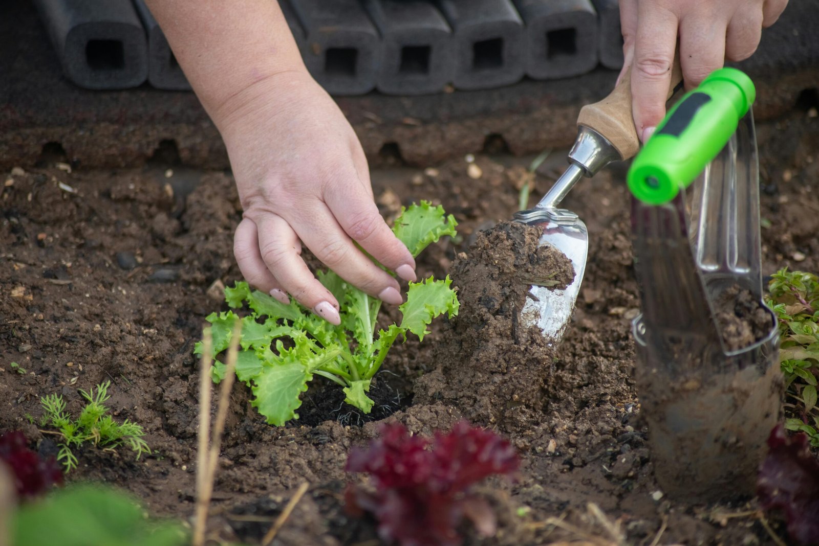 Packet to Plant: A Comprehensive Seed Starting 101 Guide