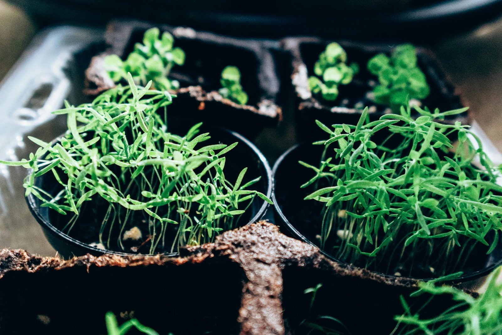 Containers for Seed Starting