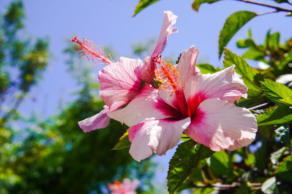 Hibiscus