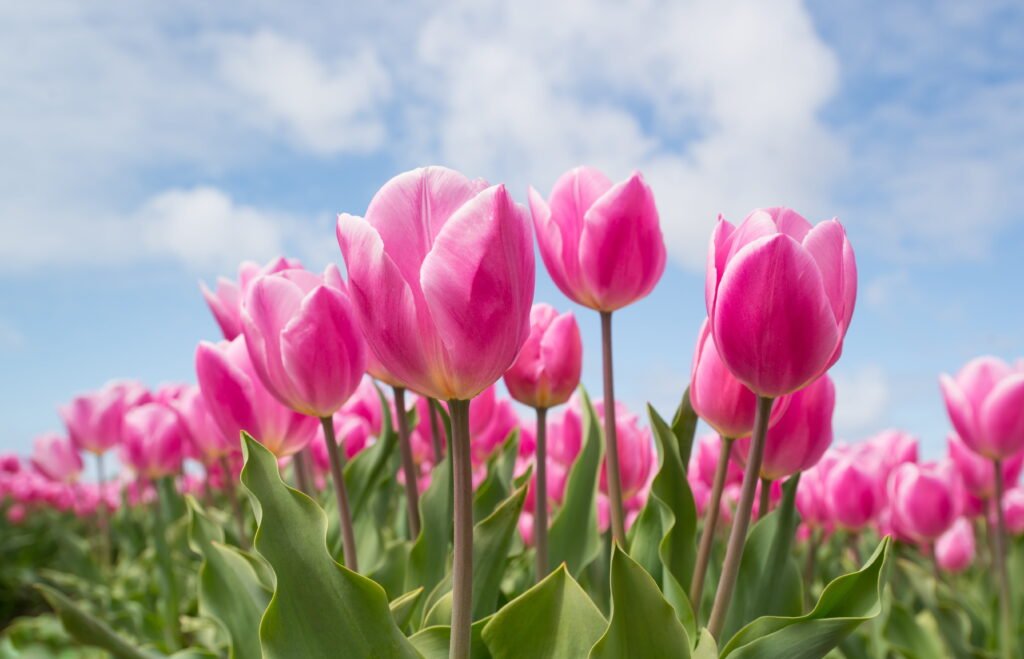 Spring Bulb Garden