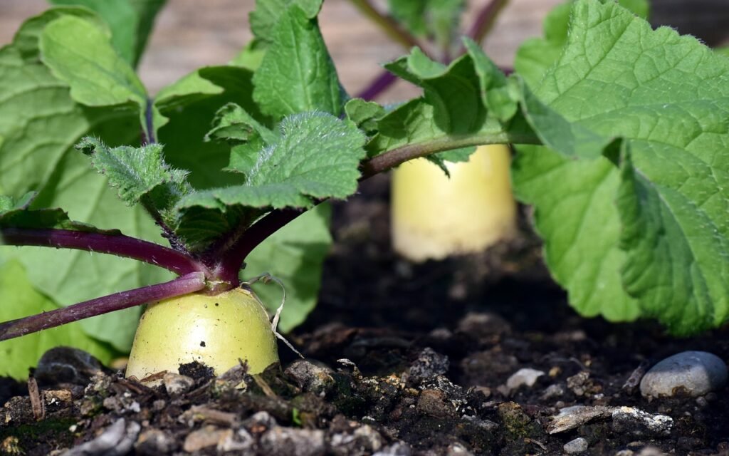 Radish Plant