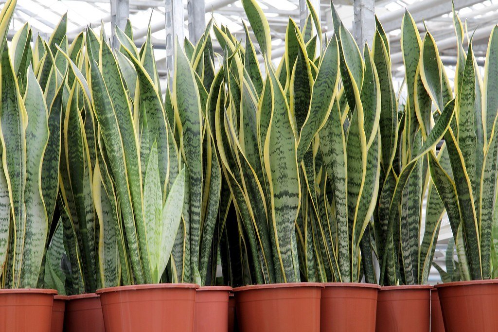 Sansevieria