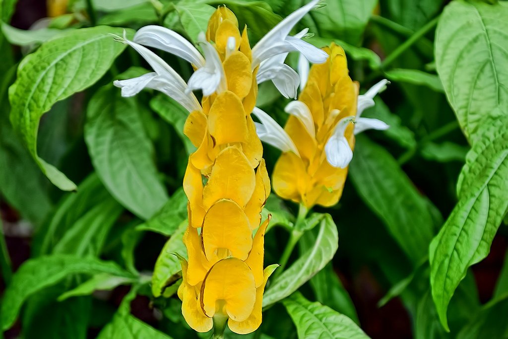 golden shrimp plant