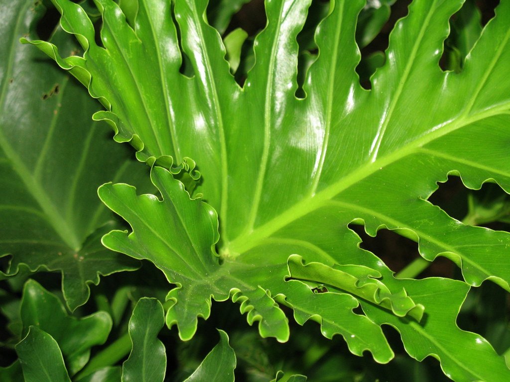 Philodendron Green