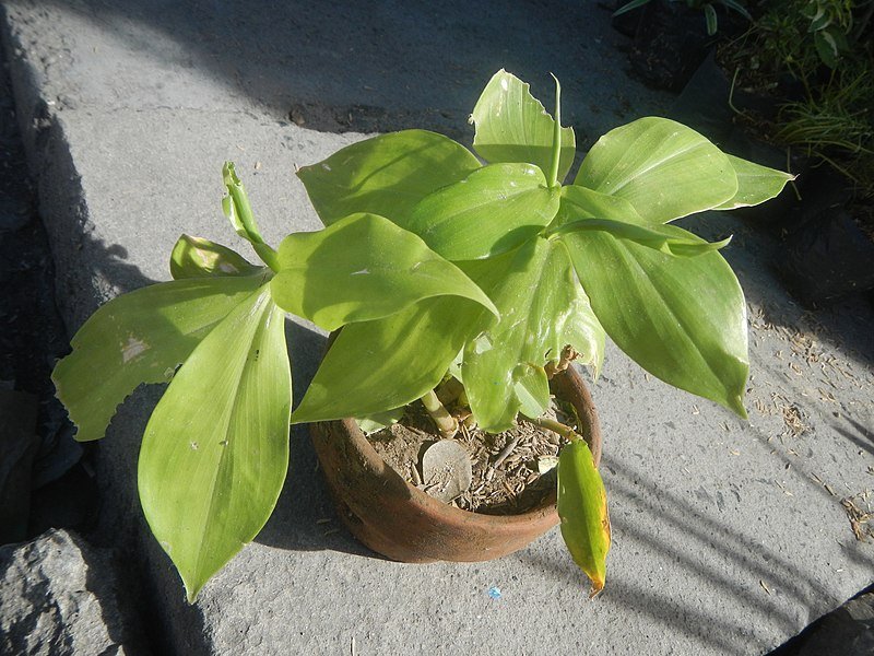 Costus igneus insulin plant