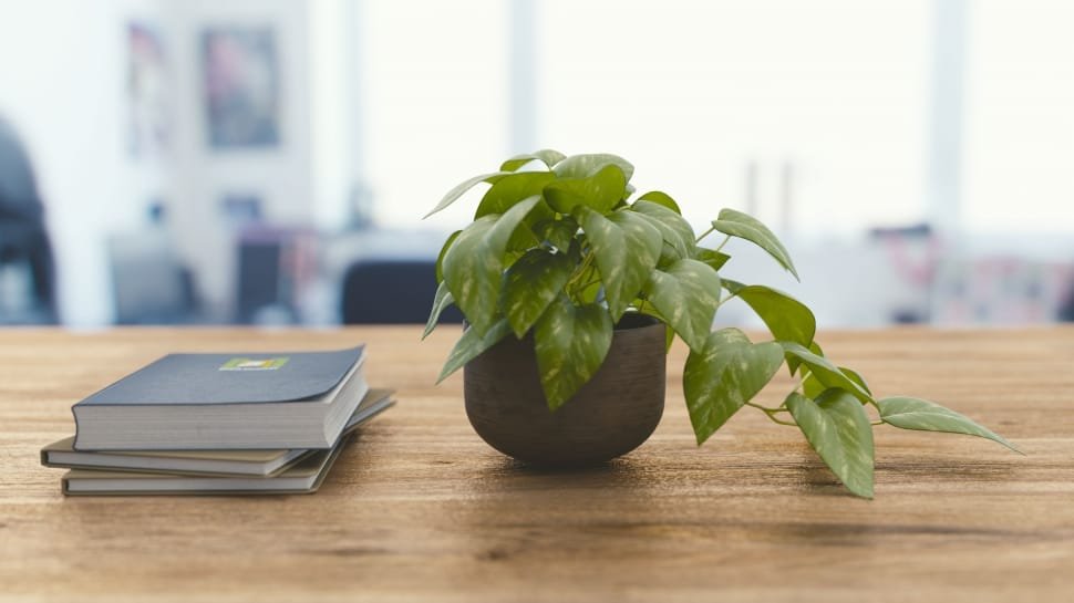 Green office plants